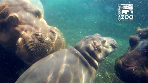 fiona cam|Baby Hippo Fiona Having more Family Time .